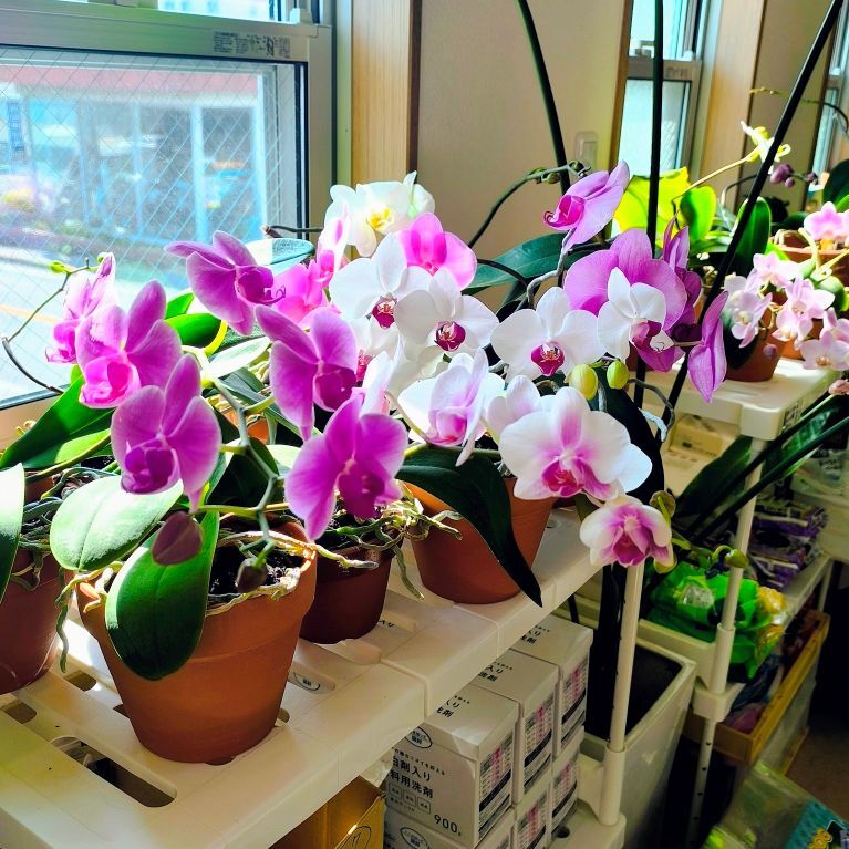 IMG_20260311_143030-EDIT